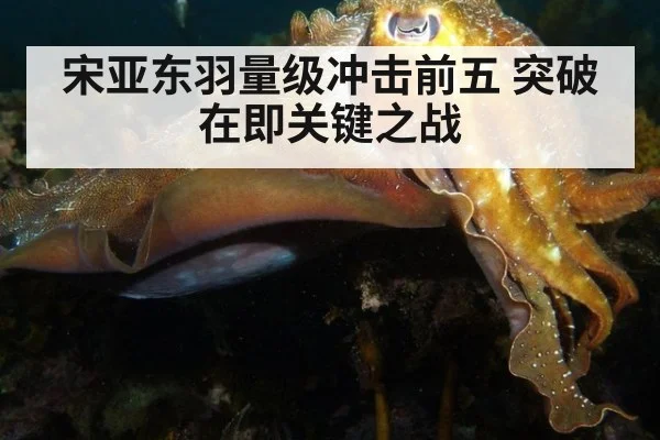宋亚东羽量级冲击前五 突破在即关键之战